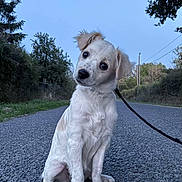 Bliss a rejoint le concours — aidez-le/la à gagner de superbes lots ! animal, canine, curious, cute, dog, grass, head_tilt, leash, leashed, nature, outdoor, pets, puppy, road, sitting, sky, trees, walk, white_dog, young_dog