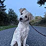 animal, canine, curious, cute, dog, grass, head_tilt, leash, leashed, nature, outdoor, pets, puppy, road, sitting, sky, trees, walk, white_dog, young_dog