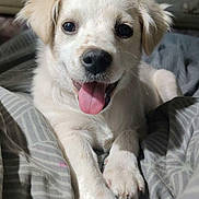 Bliss participe au concours pour gagner de l'argent avec cette photo : puppy, dog, white_dog, tongue_out, happy, pet, animal, close_up, lying_down, blanket, indoor, cute, fur, canine, playful, young_dog, smiling, domestic_animal, bed, resting