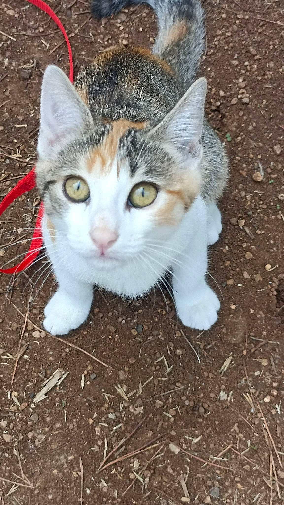 Tyna a rejoint le concours — aidez-le/la à gagner de superbes lots ! art, carnivore, cat, domestic_short_haired_cat, eye, fawn, felidae, fur, grass, paw, plant, sand, small_to_medium_sized_cats, snout, soil, tail, terrestrial_animal, tree, whiskers