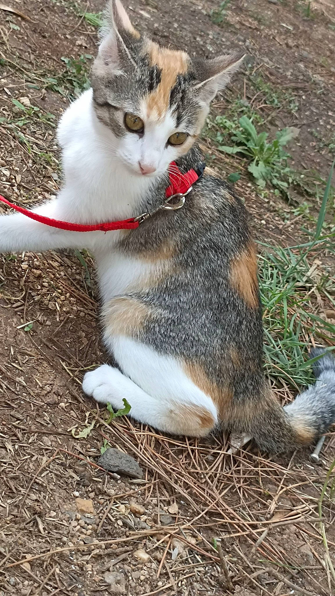 Tyna a rejoint le concours — aidez-le/la à gagner de superbes lots ! carnivore, cat, claw, domestic_short_haired_cat, felidae, fur, grass, paw, photo_caption, small_to_medium_sized_cats, snout, soil, tail, terrestrial_animal, whiskers, wildlife