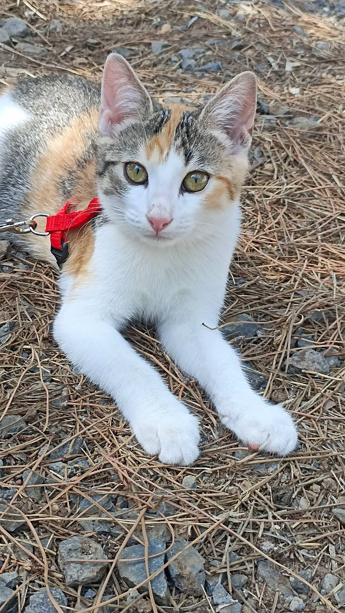 Tyna a rejoint le concours — aidez-le/la à gagner de superbes lots ! carnivore, cat, domestic_short_haired_cat, eye, fawn, felidae, foot, fur, grass, paw, plant, small_to_medium_sized_cats, snout, soil, tail, terrestrial_animal, tree, twig, whiskers, wildlife