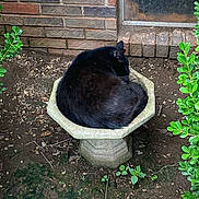 Meesha joined the competition — help win amazing prizes! black_cat, cat, animal, pet, outdoor, stone_birdbath, birdbath, brick_wall, greenery, plants, soil, nature, curling_up, resting, fur, quiet, peaceful, garden, shrub, daytime