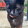 Meesha is registered to the contest to win money with this photo: cat, black_cat, close_up, tongue_out, whiskers, outdoor, concrete, fur, pet, animal, face, eyes, white_patch, paw, nature, daylight, portrait, feline, cute, curious