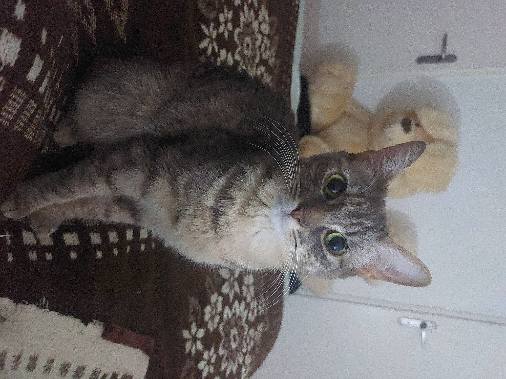 Kanelle participe au concours pour gagner de l'argent avec cette photo : carnivore, cat, cat_bed, cat_supply, claw, comfort, couch, domestic_short_haired_cat, fawn, felidae, fur, grey, paw, room, small_to_medium_sized_cats, snout, tail, whiskers