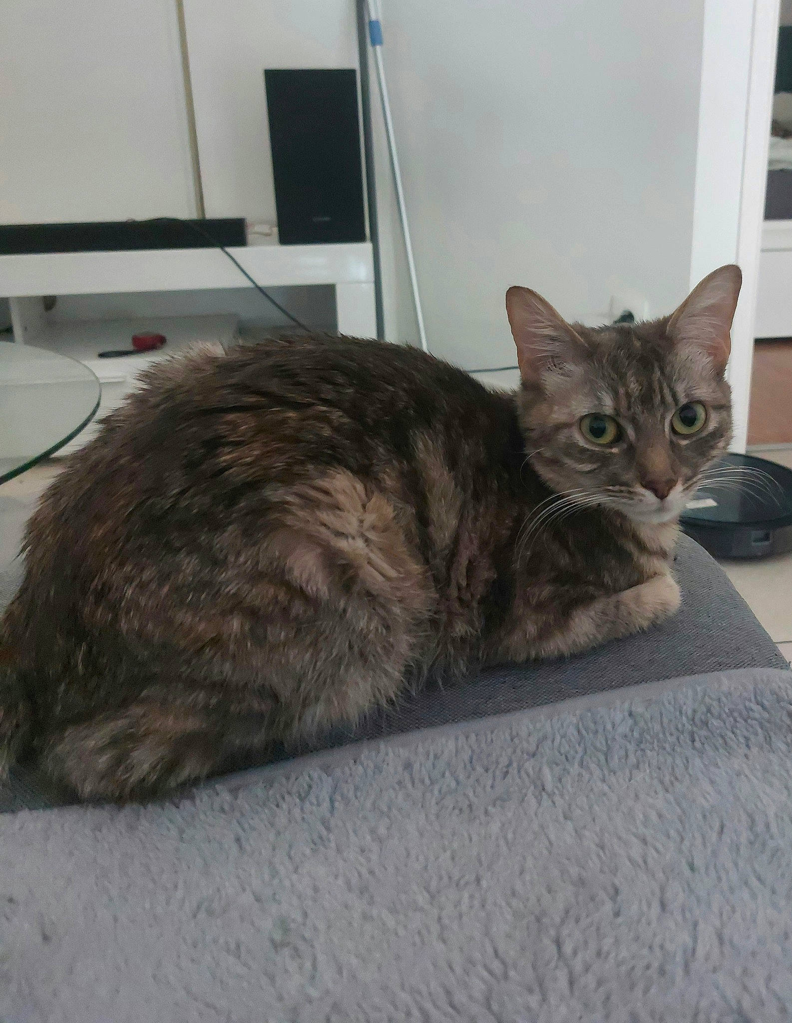 Kanelle a rejoint le concours — aidez-le/la à gagner de superbes lots ! carnivore, cat, comfort, computer_keyboard, domestic_short_haired_cat, felidae, fur, small_to_medium_sized_cats, tableware, tail, terrestrial_animal, whiskers