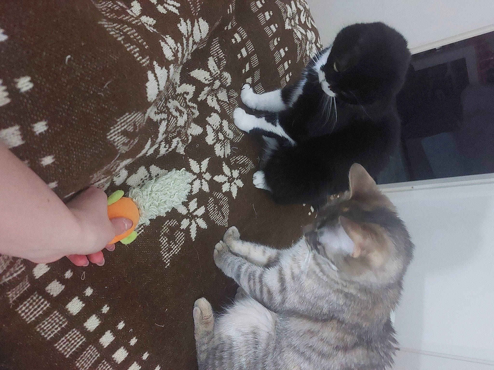 étoile a rejoint le concours — aidez-le/la à gagner de superbes lots ! art, artist, cat, claw, domestic_short_haired_cat, felidae, finger, flooring, foot, fur, gesture, human_leg, nail, pattern, paw, small_to_medium_sized_cats, tail, visual_arts, whiskers, wood