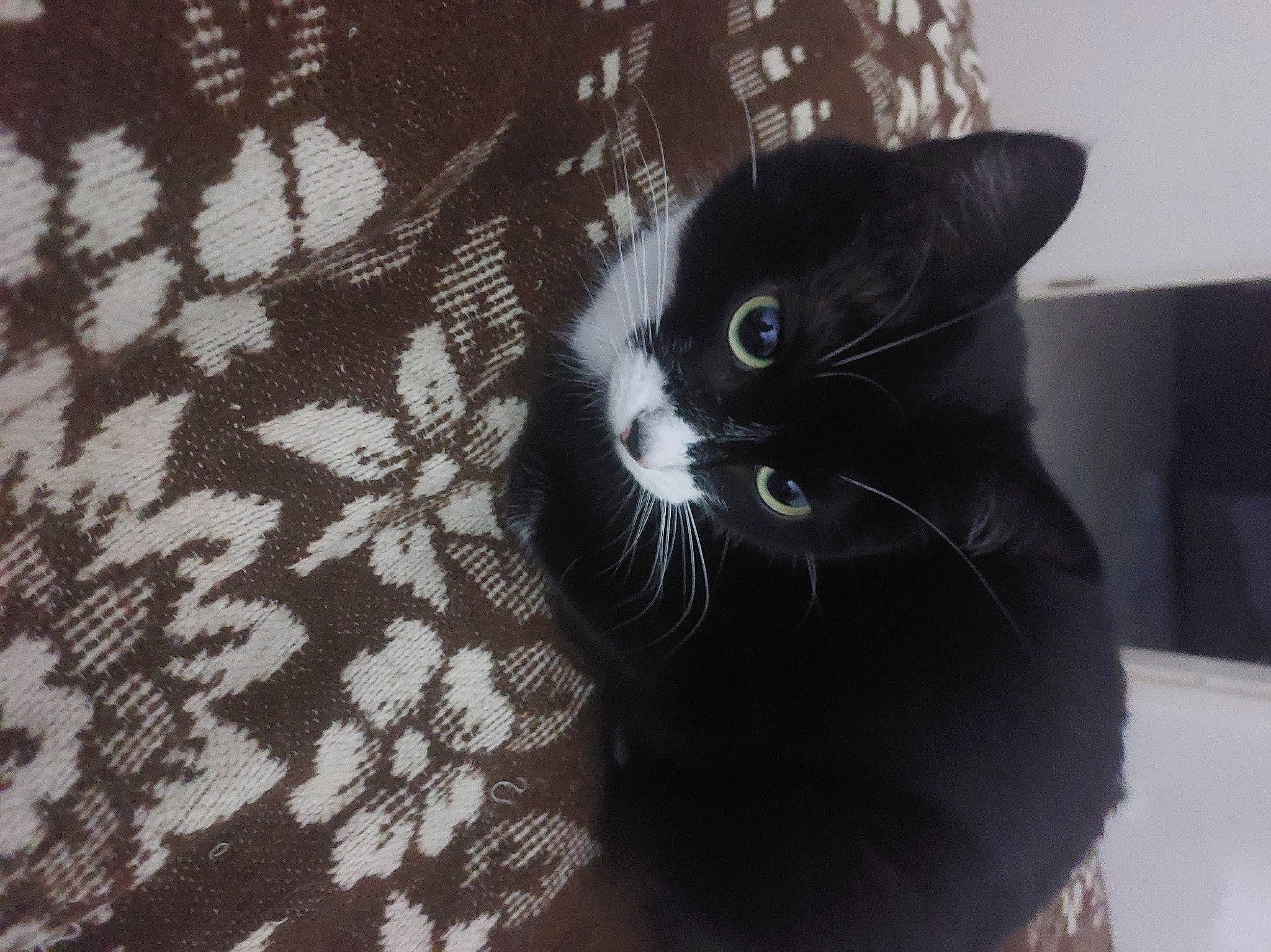 étoile a rejoint le concours — aidez-le/la à gagner de superbes lots ! black_cat, bombay, carnivore, cat, claw, comfort, domestic_short_haired_cat, felidae, flooring, fur, grey, monochrome, monochrome_photography, pattern, paw, small_to_medium_sized_cats, tail, terrestrial_animal, whiskers, window