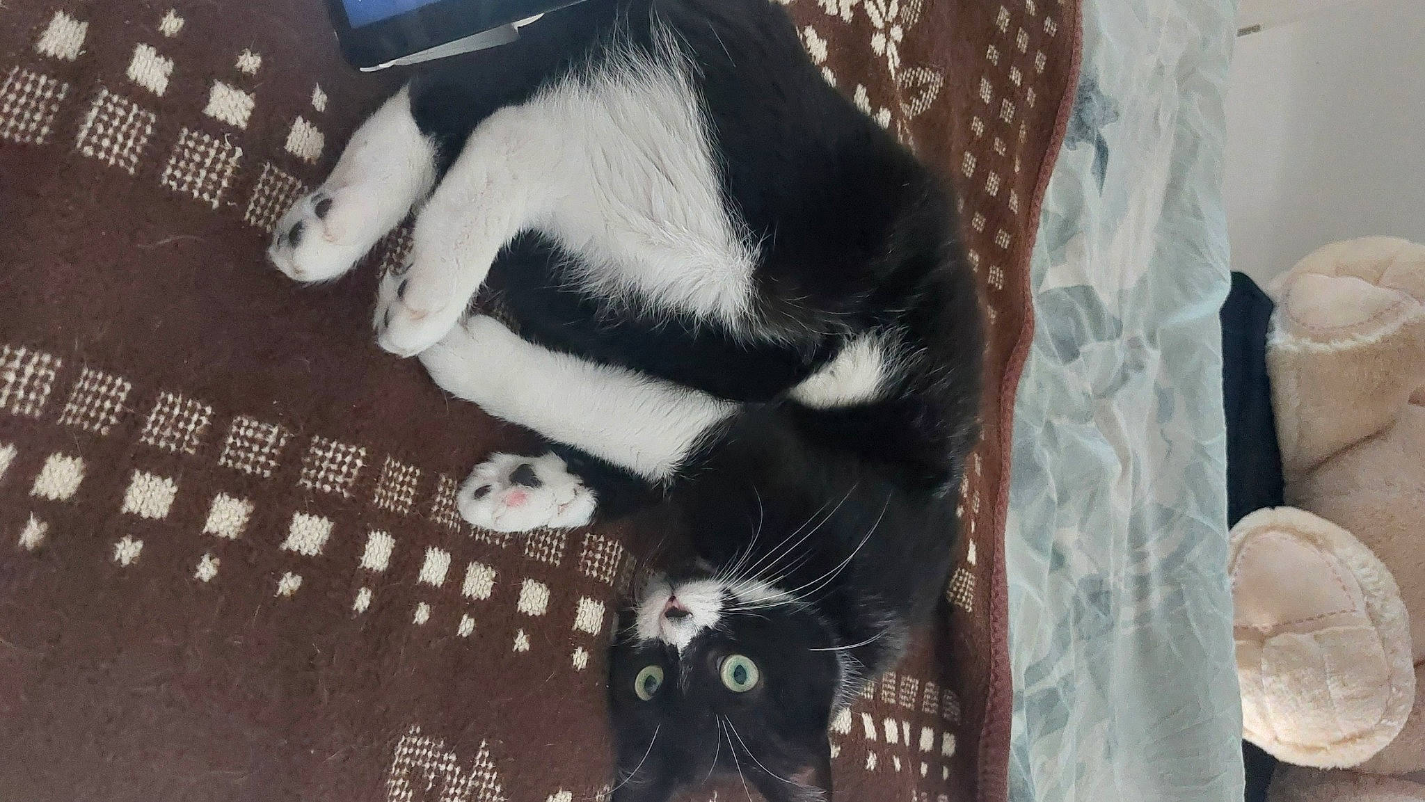 étoile participe au concours pour gagner de l'argent avec cette photo : audio_equipment, beard, black_hair, circuit_component, electronic_instrument, eyewear, fashion_accessory, felidae, font, fur, illustration, monochrome, office_equipment, pattern, small_to_medium_sized_cats, snout, sunglasses, tail, textile, whiskers