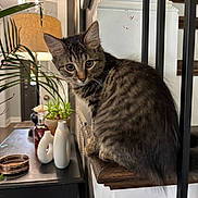 Muffin is registered to the contest to win money with this photo: cat, kitten, tabby, indoor, furniture, lamp, plant, vase, wood, table, decor, curious, pet, animal, houseplant, cozy, young, whiskers, portrait, staircase