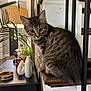 cat, kitten, tabby, indoor, furniture, lamp, plant, vase, wood, table, decor, curious, pet, animal, houseplant, cozy, young, whiskers, portrait, staircase