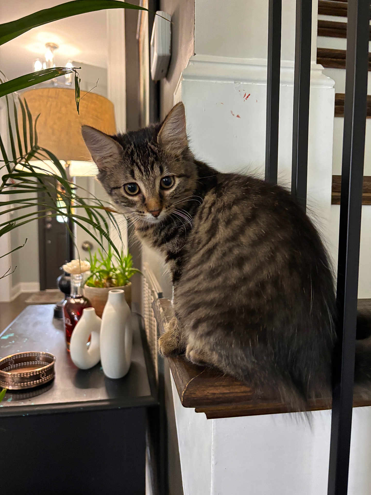 Muffin is registered to the contest to win money with this photo: cat, kitten, tabby, indoor, furniture, lamp, plant, vase, wood, table, decor, curious, pet, animal, houseplant, cozy, young, whiskers, portrait, staircase