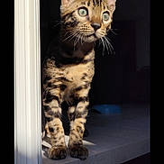 Choppper a rejoint le concours — aidez-le/la à gagner de superbes lots ! cat, kitten, animal, pet, spotted_fur, standing, sunlight, whiskers, ears, face, eyes, indoor, window_frame, shadow, curious, feline, mammal, young_animal, portrait, closeup