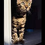 cat, kitten, animal, pet, spotted_fur, standing, sunlight, whiskers, ears, face, eyes, indoor, window_frame, shadow, curious, feline, mammal, young_animal, portrait, closeup