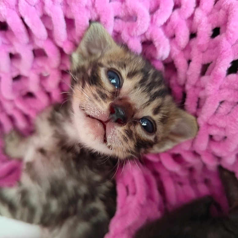 Choppper a rejoint le concours — aidez-le/la à gagner de superbes lots ! adorable, animal, blue_eyes, cat, close_up, cozy, cute, feline, fur, indoor, kitten, knitted_blanket, mammal, pet, pink_blanket, resting, sleeping, small, soft_texture, young_animal