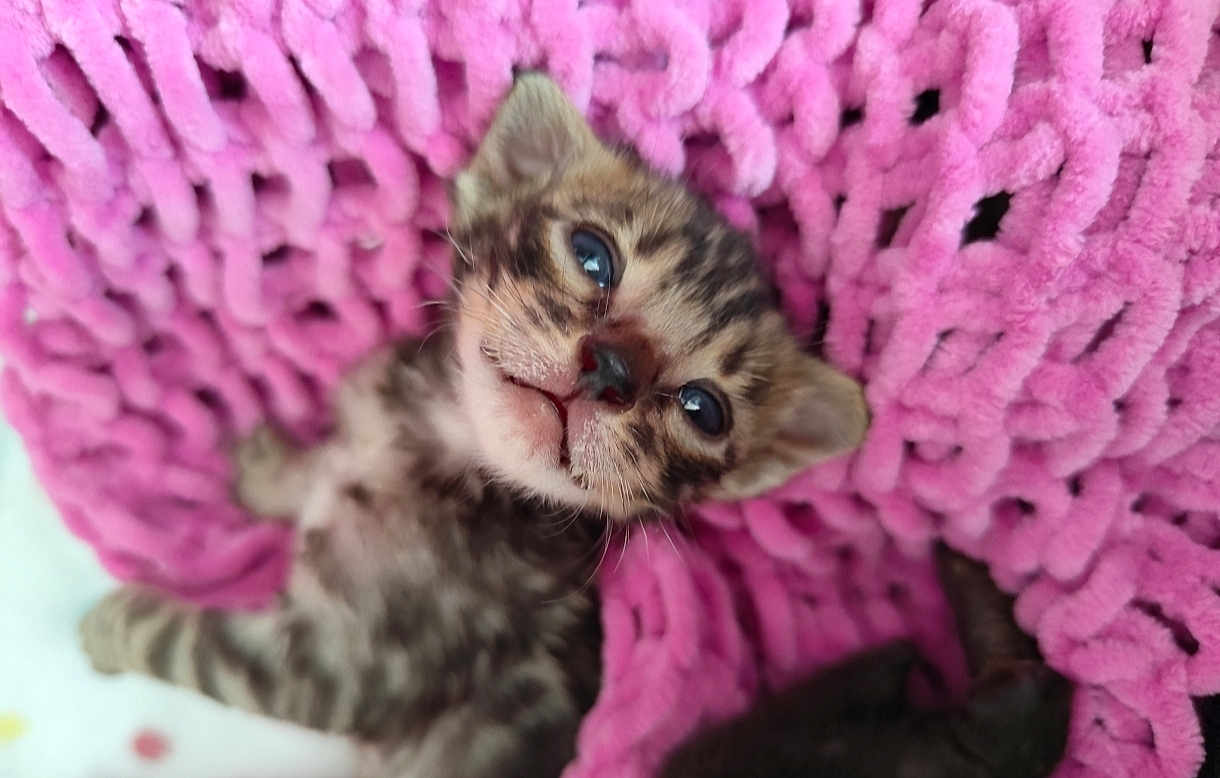 Choppper a rejoint le concours — aidez-le/la à gagner de superbes lots ! kitten, cat, blue_eyes, pink_blanket, knitted_blanket, cute, feline, pet, animal, fur, young_animal, sleeping, cozy, soft_texture, close_up, indoor, resting, small, adorable, mammal