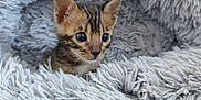 Choppper participe au concours pour gagner de l'argent avec cette photo : kitten, cat, animal, pet, furry, cute, small, eyes, ears, blanket, soft, texture, gray, cozy, fur, resting, indoor, comfort, young, curious