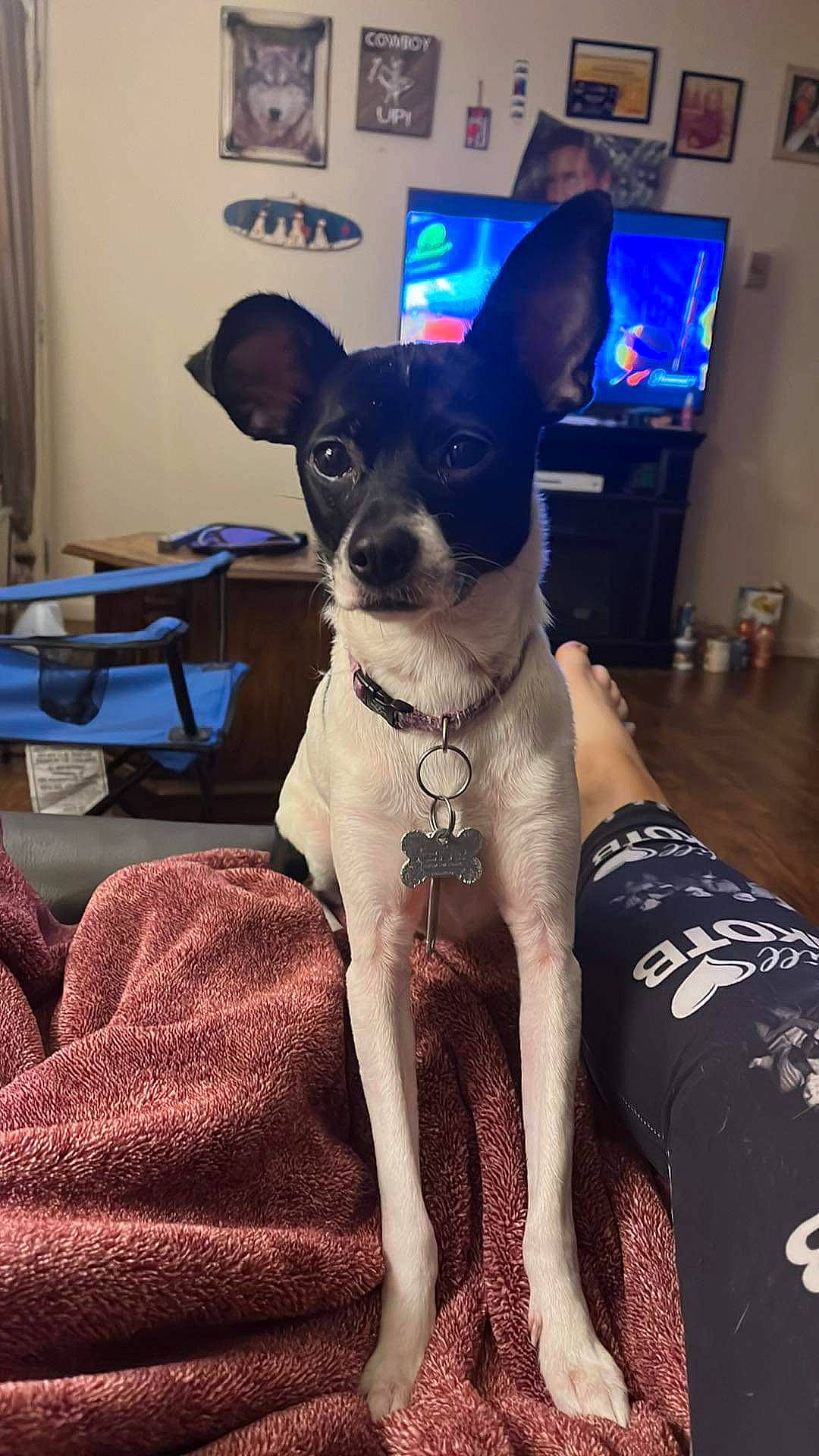 Dutches is registered to the contest to win money with this photo: blue, boston_terrier, canidae, carnivore, collar, comfort, companion_dog, curtain, dog, dog_breed, dog_supply, fawn, fur, non_sporting_group, puppy, snout, sporting_group, toy_dog, whiskers, working_animal