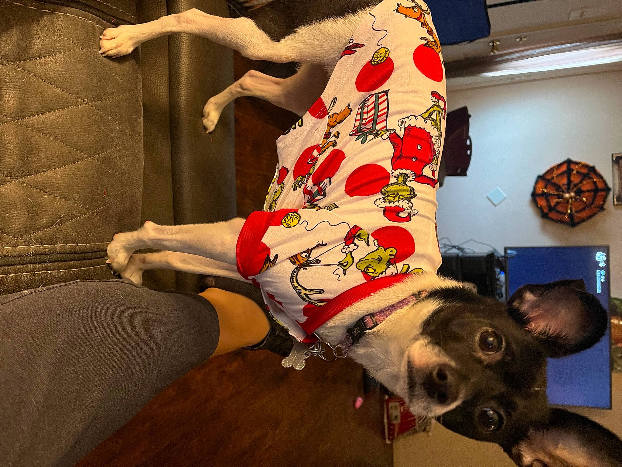 Dutches is registered to the contest to win money with this photo: art, canidae, carmine, carnivore, companion_dog, dog_breed, dog_clothes, event, fawn, flesh, flooring, fun, fur, human_leg, performing_arts, picture_frame, room, thigh, visual_arts, working_animal