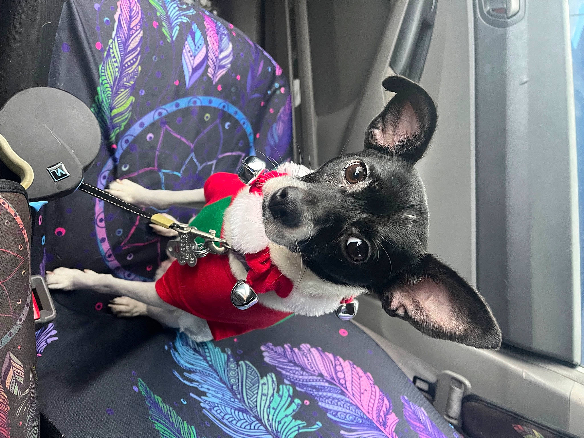 Dutches joined the competition — help win amazing prizes! auto_part, canidae, carmine, carnivore, collar, companion_dog, dog, dog_breed, dog_collar, dog_supply, event, fashion_accessory, foot, fur, lap, leash, magenta, pattern, purple, sporting_group