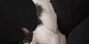 Jojo is registered to the contest to win money with this photo: cat, black_and_white, sleeping, couch, pet, relaxed, indoor, feline, fur, whiskers, paw, animal, resting, cozy, home, domestic, cute, black_cushion, soft, napping