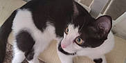 Jojo is registered to the contest to win money with this photo: alert, animal, black_and_white, carpet, cat, curious, cute, domestic, ears, feline, fur, home, indoor, looking, paws, pet, railing, resting, scratching_pad, whiskers