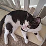 Jojo is registered to the contest to win money with this photo: cat, black_and_white, pet, indoor, feline, carpet, scratching_pad, railing, curious, alert, whiskers, ears, paws, fur, animal, resting, looking, home, domestic, cute
