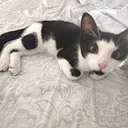 Jojo joined the competition — help win amazing prizes! kitten, cat, black_and_white, pet, animal, lying_down, bedspread, pattern, curious, indoor, fur, whiskers, paw, cute, young, small, domestic_animal, feline, resting, close_up