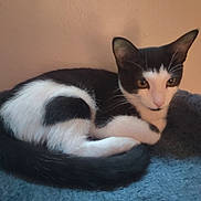 Jojo is registered to the contest to win money with this photo: alert, animal, black_and_white, blue_blanket, cat, close_up, cozy, curled_up, cute, domestic_cat, ears, feline, fur, indoor, pet, resting, soft_blanket, tail, whiskers, young_cat