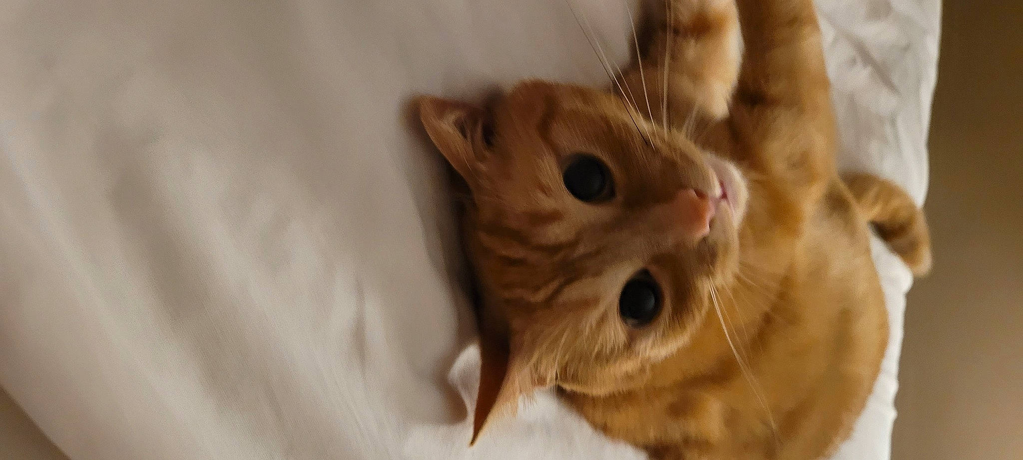 Sammy is registered to the contest to win money with this photo: carnivore, cat, claw, domestic_short_haired_cat, fawn, felidae, fur, paw, plant, small_to_medium_sized_cats, snout, terrestrial_animal, whiskers, wildlife, wood