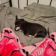 Babygirl is registered to the contest to win money with this photo: dog, bed, blanket, gray_blanket, pink_blanket, plush, pet, indoor, resting, small_dog, fur, sleepy, cozy, collar, sleeping_area, fabric, comfort, paw, head, animal