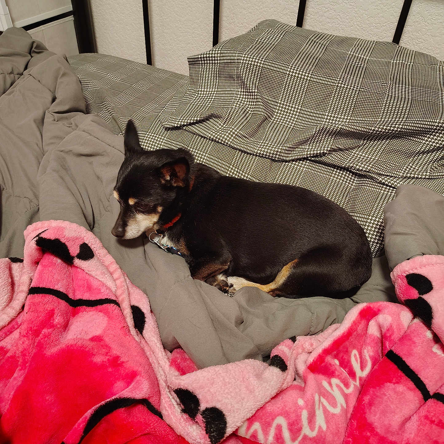 Babygirl is registered to the contest to win money with this photo: animal, bed, blanket, collar, comfort, cozy, dog, fabric, fur, gray_blanket, head, indoor, paw, pet, pink_blanket, plush, resting, sleeping_area, sleepy, small_dog