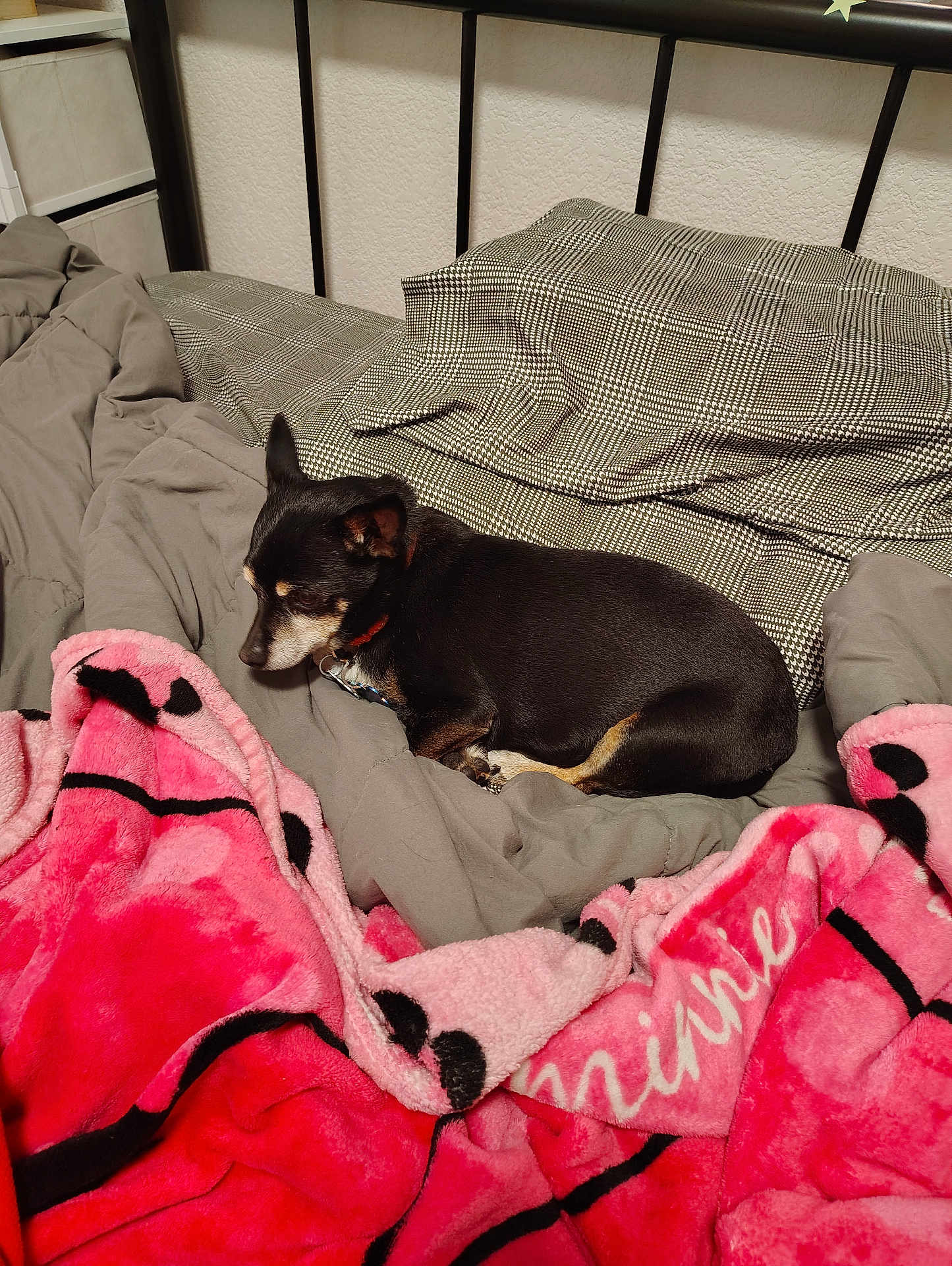 Babygirl is registered to the contest to win money with this photo: dog, bed, blanket, gray_blanket, pink_blanket, plush, pet, indoor, resting, small_dog, fur, sleepy, cozy, collar, sleeping_area, fabric, comfort, paw, head, animal