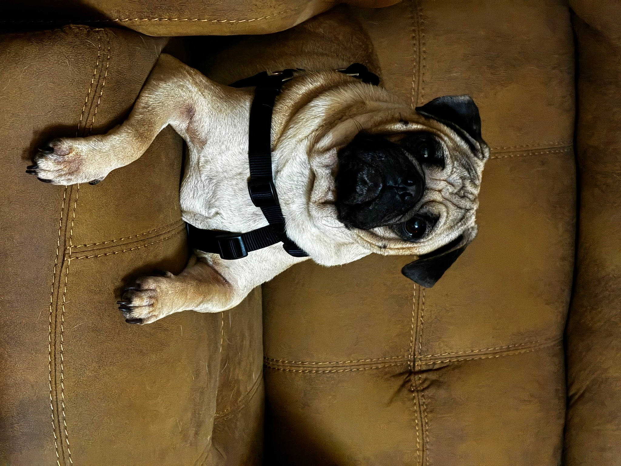 Boo-boo joined the competition — help win amazing prizes! bulldog, canidae, carnivore, companion_dog, dog, dog_breed, dog_collar, dog_supply, door, fawn, leash, pet_supply, snout, sporting_group, terrestrial_animal, toy_dog, window, wood, working_animal, wrinkle