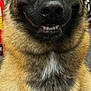 dog, german_shepherd, close_up, pet, smiling, teeth, fur, brown, black, ears, animal, canine, portrait, indoors, friendly, face, expression, muzzle, whiskers, nose