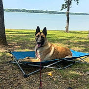 Bodie is registered to the contest to win money with this photo: dog, outdoor, lake, grass, tree, sunny, pet, canine, leash, nature, relaxing, summer, resting, animal, cot, water, park, daytime, tongue_out, ears_up