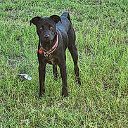 Babe is registered to the contest to win money with this photo: dog, black_dog, grass, outdoor, pet, collar, animal, field, nature, alert, standing, canine, tag, fur, ears, eyes, muzzle, tail, sunlight, daytime