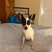 Molly joined the competition — help win amazing prizes! dog, small_dog, black_and_white, bed, bedspread, patterned_bedspread, ears, indoors, furniture, cabinet, backpack, door, curious, pet, animal, canine, sitting, looking_at_camera, cozy, home