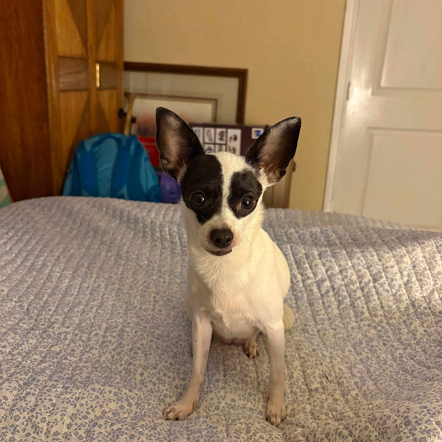 Molly