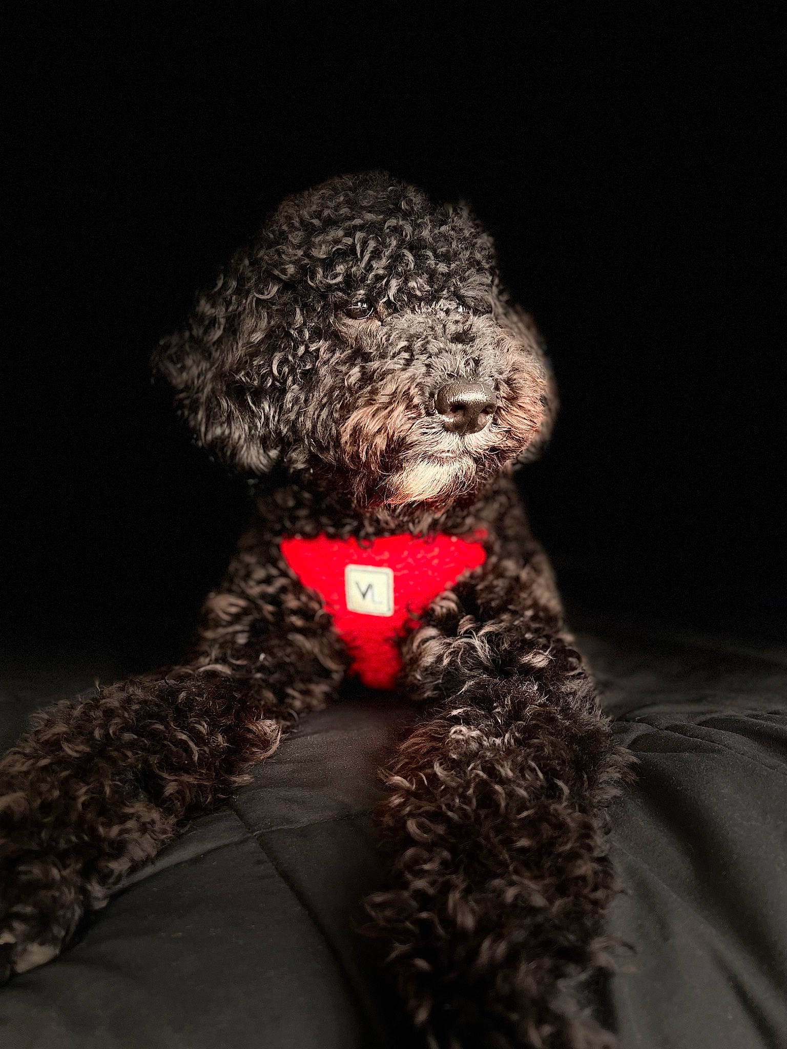 Koda Garcia is registered to the contest to win money with this photo: art, carmine, darkness, fashion_design, flesh, fur, hat, night, terrestrial_animal, toy