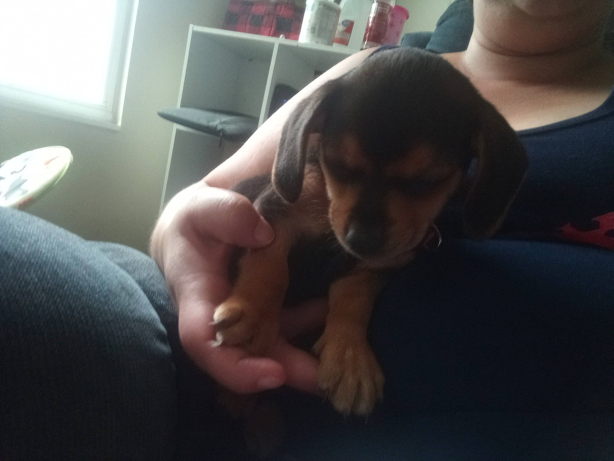 Angel is registered to the contest to win money with this photo: carnivore, chest, comfort, companion_dog, dog_breed, elbow, eye, finger, flooring, gesture, hand, human_body, human_leg, joint, knee, t_shirt, thigh, thumb, trunk, wrist