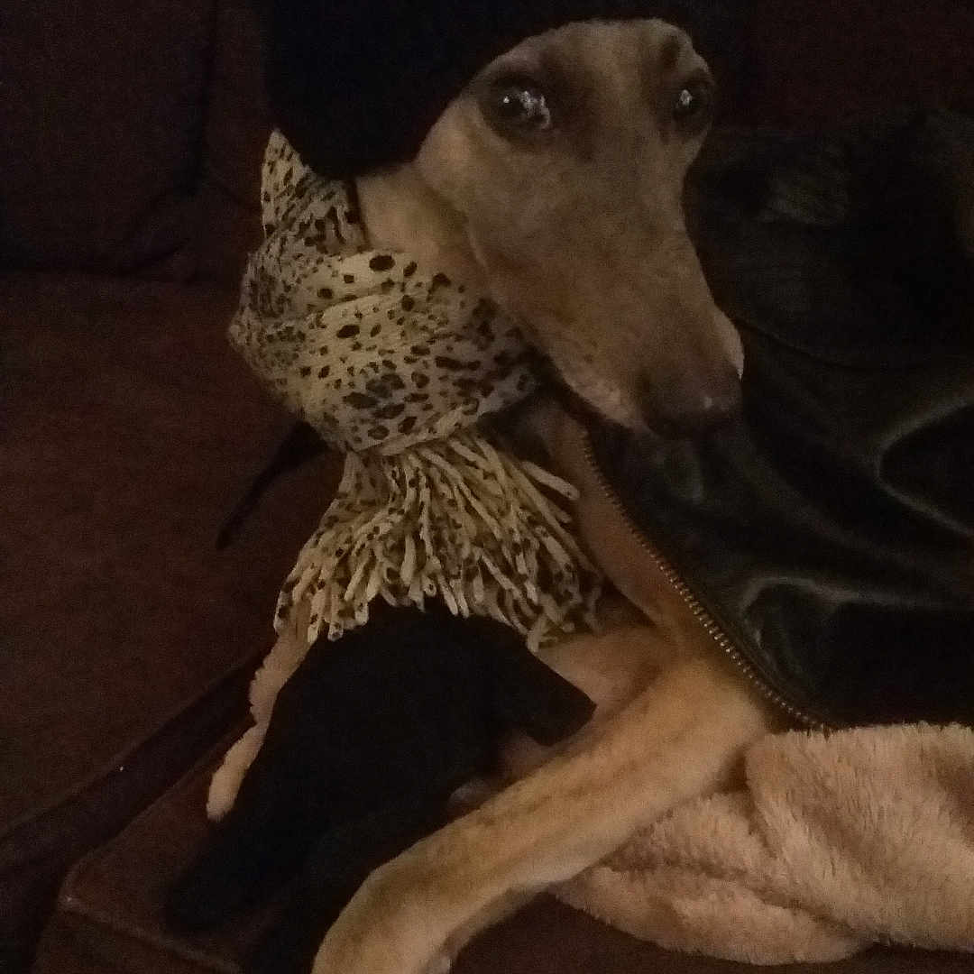 Lola a rejoint le concours — aidez-le/la à gagner de superbes lots ! animal, canine, chair, clothing, couch, cushion, dog, face, fur, furniture, head, homedecor, hound, husky, linen, person, pet, photography, portrait, puppy