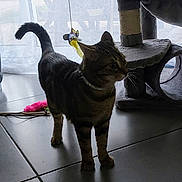 Divine participe au concours pour gagner de l'argent avec cette photo : abyssinian, accessories, animal, blackcat, cat, clothing, couch, egyptiancat, footwear, furniture, indoors, kitten, leash, manx, pet, plant, pottedplant, slate, strap, wood