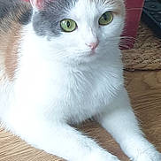 Louna participe au concours pour gagner de l'argent avec cette photo : box, calico, cat, close_up, cute, domestic_animal, ears, feline, gaze, green_eyes, indoor, paws, pet, portrait, red_box, relaxed, remote_control, whiskers, white_fur, wooden_table