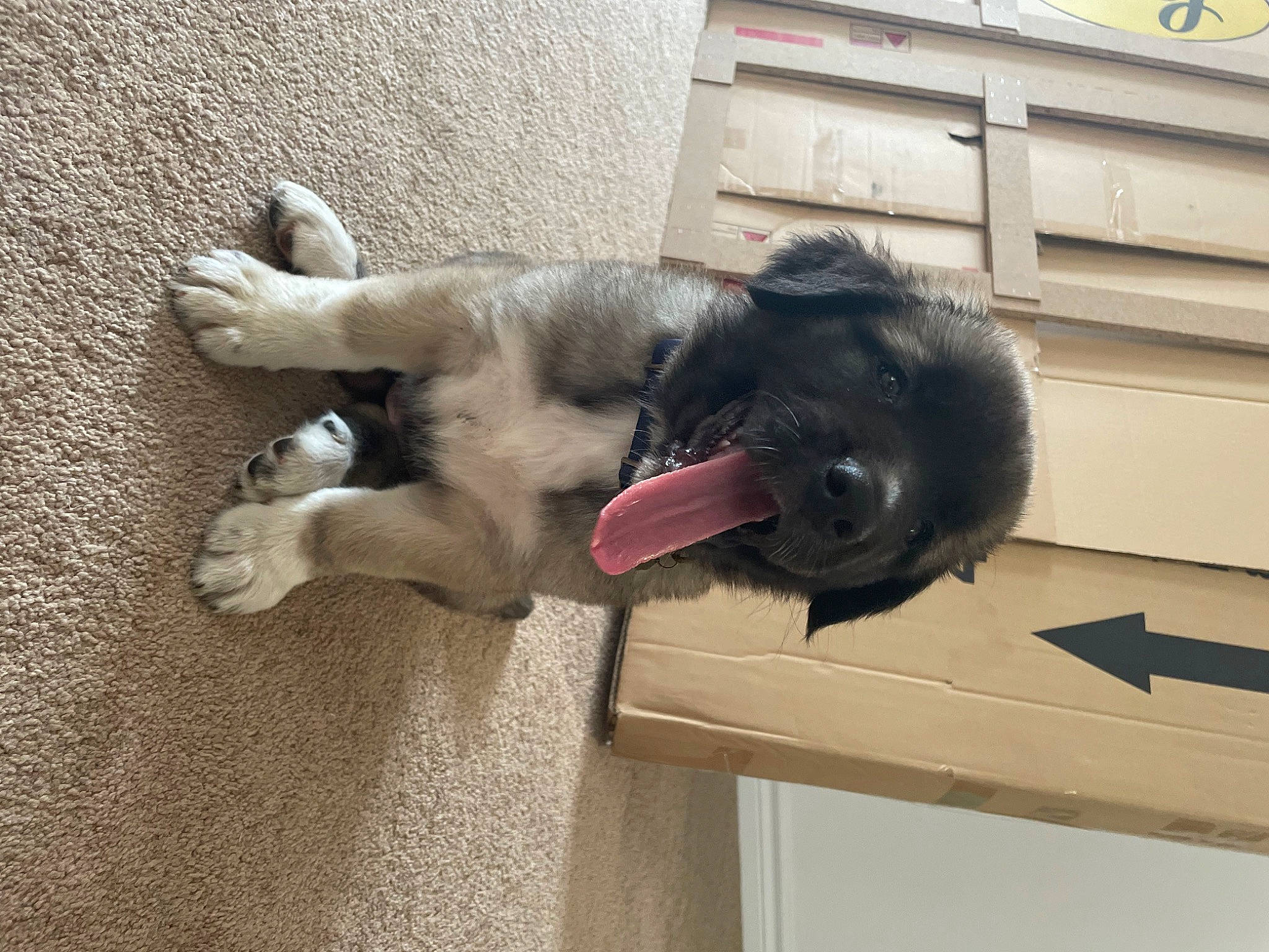 Beatrice joined the competition — help win amazing prizes! carnivore, companion_dog, dog, dog_breed, fang, felidae, fur, paw, small_to_medium_sized_cats, snout, sporting_group, tail, whiskers, working_animal