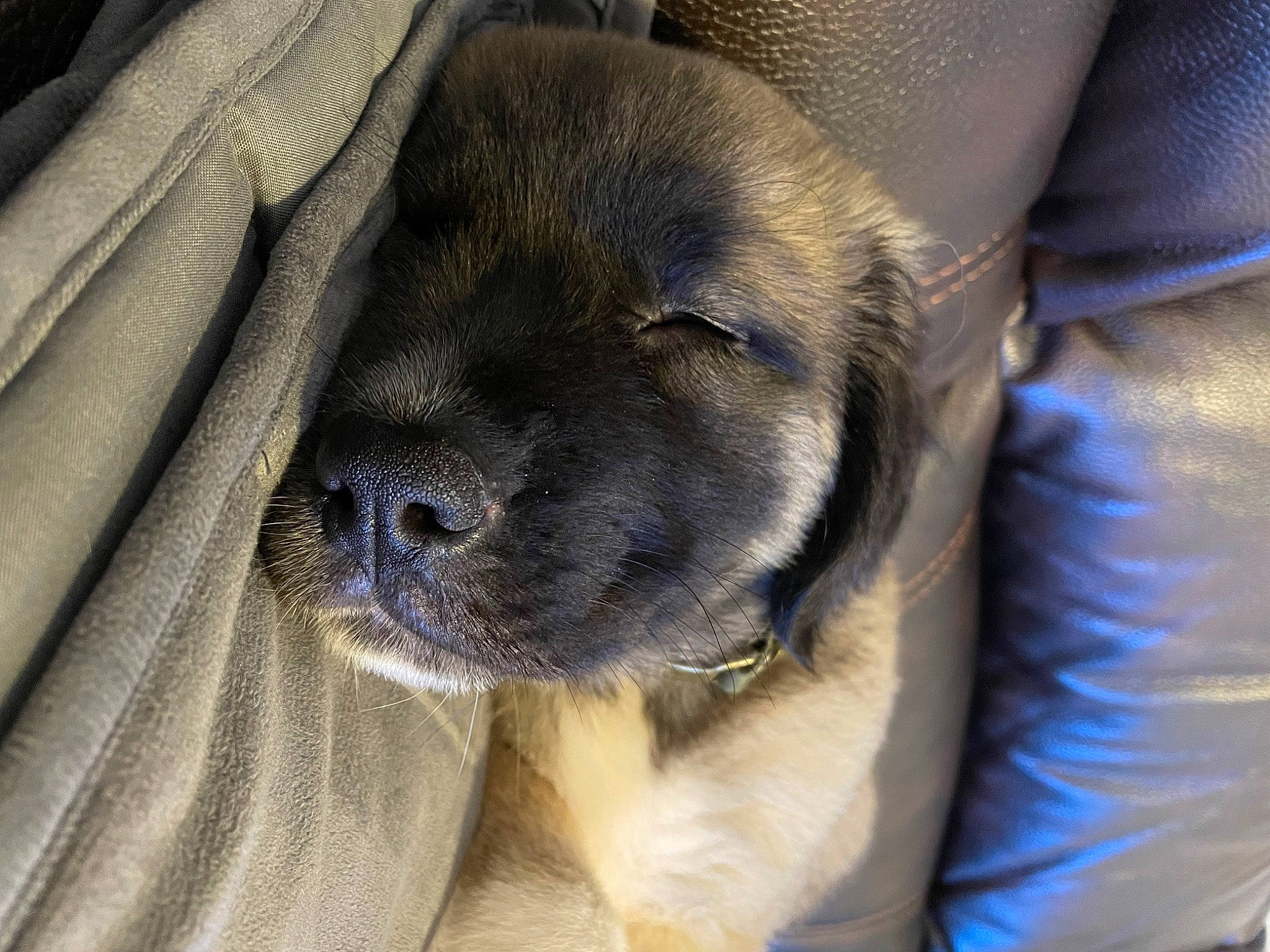 Beatrice is registered to the contest to win money with this photo: canidae, carnivore, comfort, companion_dog, dog, dog_breed, electric_blue, fawn, fur, grey, non_sporting_group, pug, sporting_group, terrestrial_animal, whiskers, working_animal, wrinkle