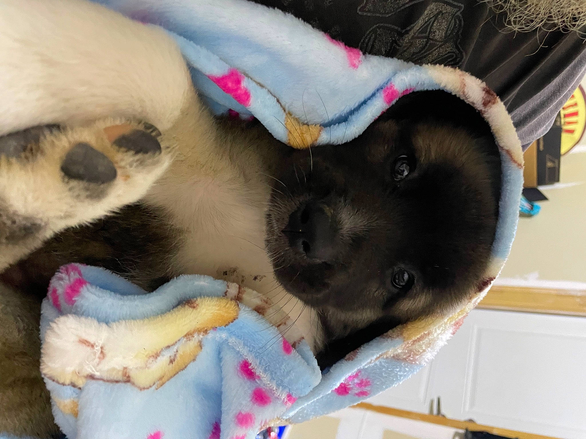 Beatrice joined the competition — help win amazing prizes! canidae, carnivore, collar, comfort, companion_dog, dog, dog_breed, dog_supply, fawn, foot, fur, nap, paw, pink, snout, sporting_group, tail, vertebrate, whiskers, working_animal