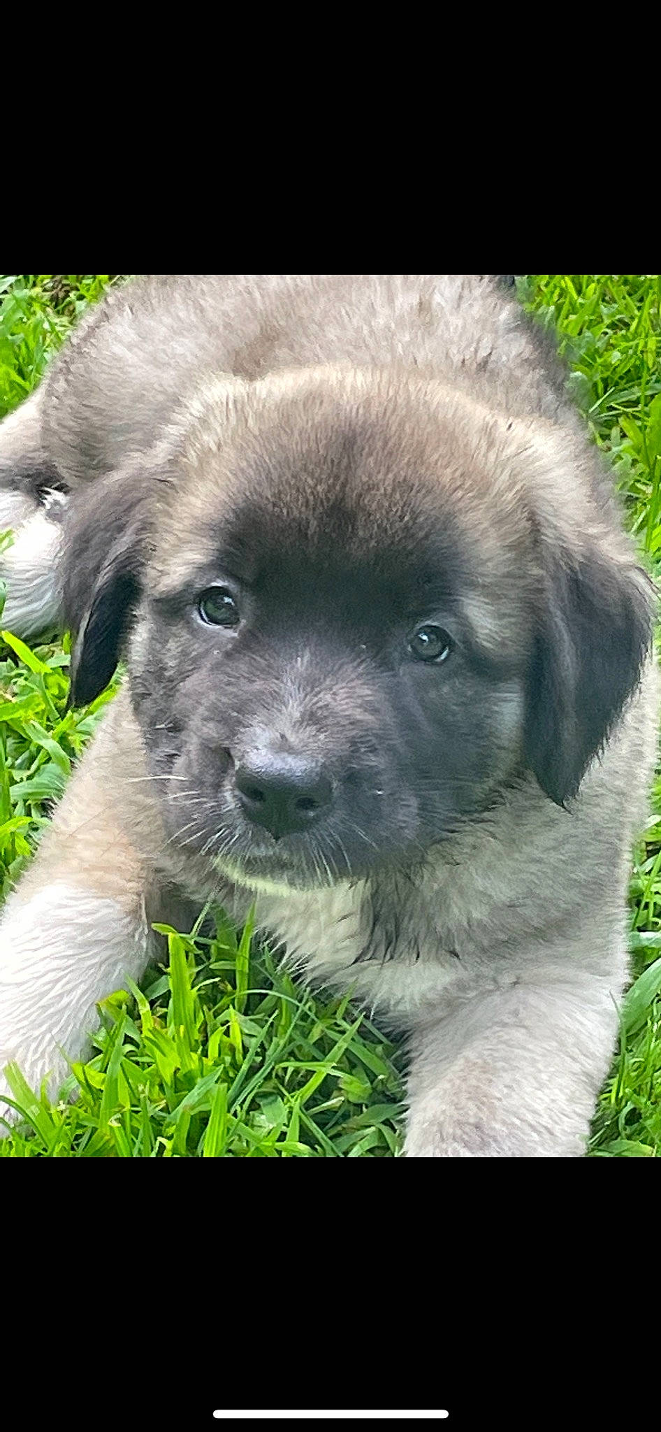 Beatrice is registered to the contest to win money with this photo: ancient_dog_breeds, canidae, carnivore, companion_dog, dog, dog_breed, fawn, fur, grass, liver, plant, puppy, snout, sporting_group, terrestrial_animal, whiskers, wildlife, working_animal