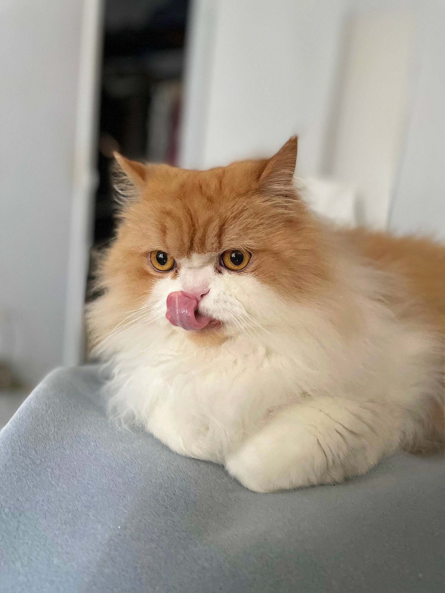 Bandit is registered to the contest to win money with this photo: box, british_longhair, carnivore, cat, comfort, fawn, felidae, fur, persian, sitting, small_to_medium_sized_cats, snout, tail, terrestrial_animal, whiskers, window, wood