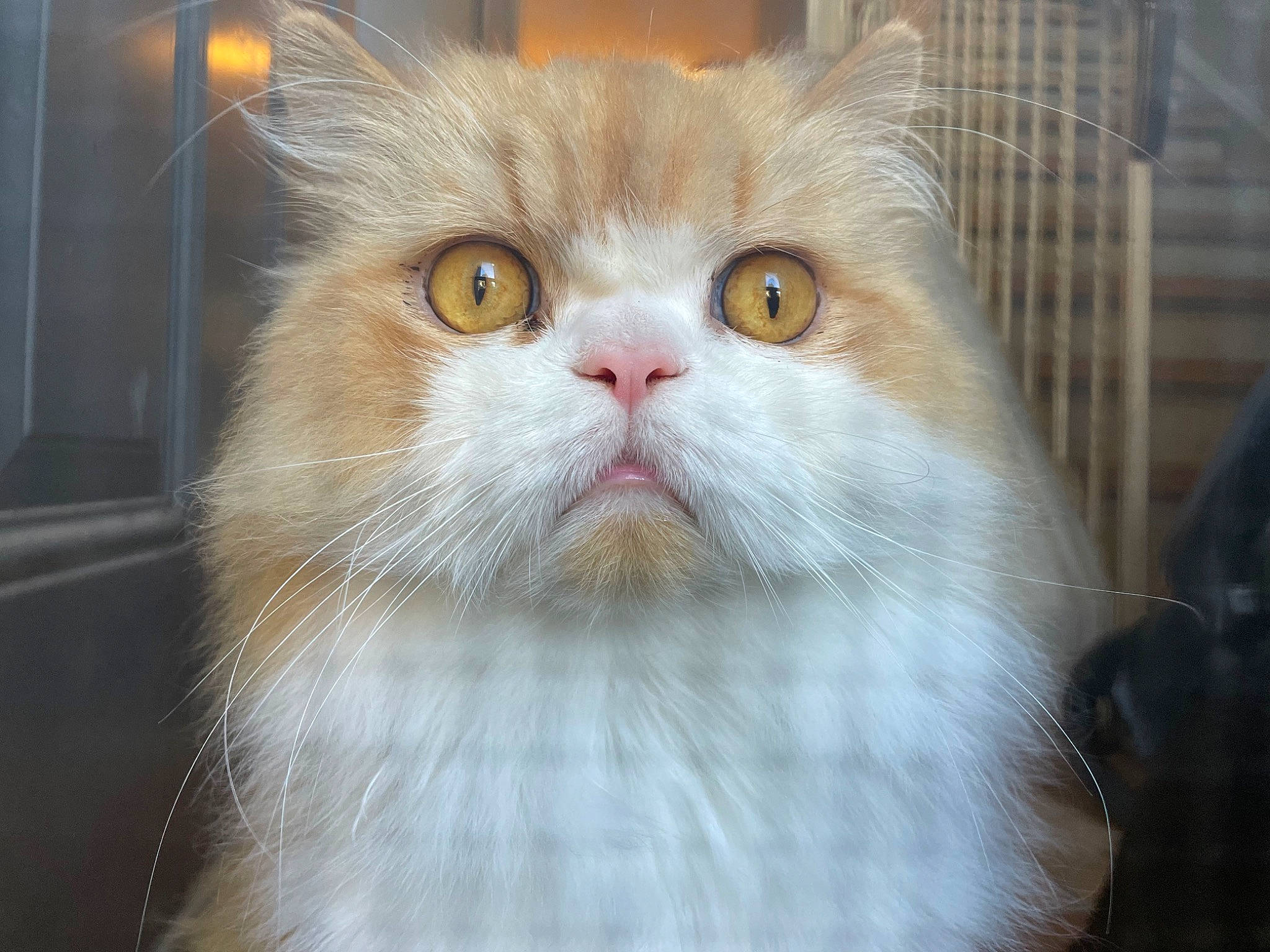 Bandit is registered to the contest to win money with this photo: carnivore, cat, domestic_short_haired_cat, eye, fawn, felidae, fur, head, small_to_medium_sized_cats, snout, whiskers